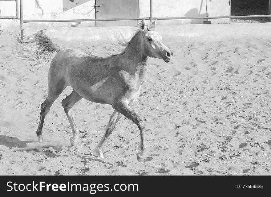 Featuring Arabian Horse in a sandy field in sunny day. Featuring Arabian Horse in a sandy field in sunny day