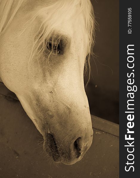 Arabian Horse In A Sandy Ranch