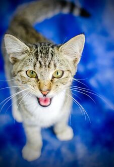 Tabby Kitten Meow Royalty Free Stock Image