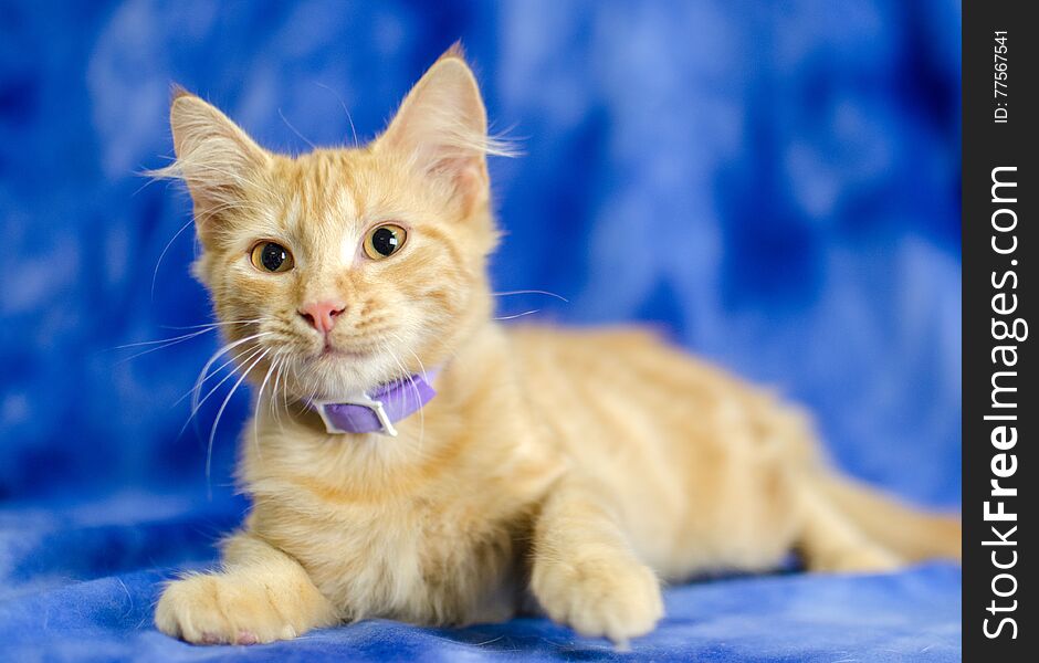 Orange Tabby Kitten