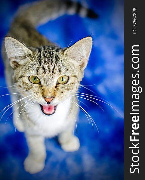 Tabby Kitten Meow Studio Adoption Portrait Animal Shelter Humane Society