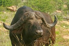 Old Cape Buffalo Bull Stock Images Old Cape Buffalo Bull Stock Images