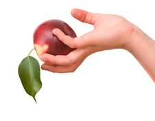 Girl S Hand With Apple Royalty Free Stock Photos Girl S Hand With Apple Royalty Free Stock Photos