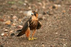 Falcon On Dirt Road Royalty Free Stock Photos
