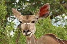 Kudu Doe Feeding Royalty Free Stock Photo