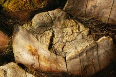 Palm Tree Bark Texture Background Royalty Free Stock Image