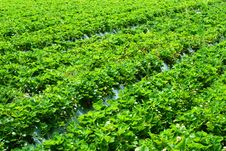 Strawberry Farm Stock Photo Strawberry Farm Stock Photo