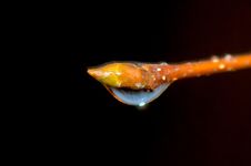 Water Drop On A Tree Branch Royalty Free Stock Photography Water Drop On A Tree Branch Royalty Free Stock Photography