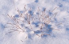 Dry Grass On Snow Stock Image Dry Grass On Snow Stock Image