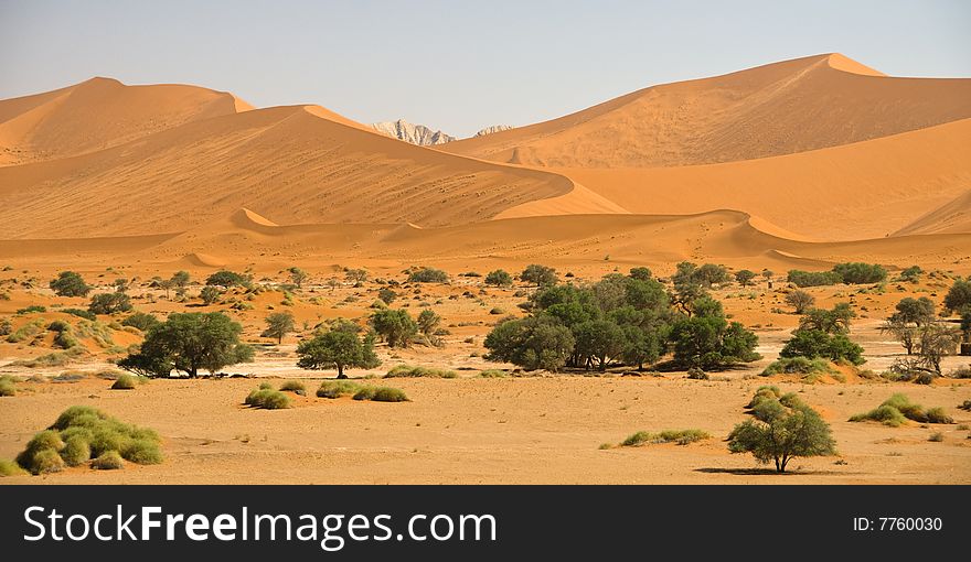 Sand dunes with trees in foreground, Namibia