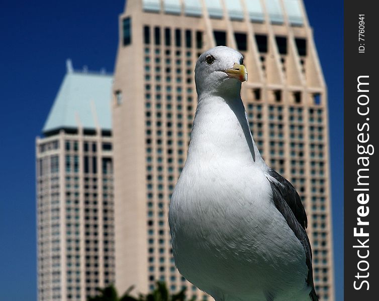 Sea gull with the skyscraper as background
