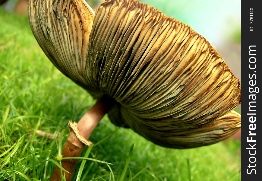 Protection- Mushroom in green grass. Protection- Mushroom in green grass