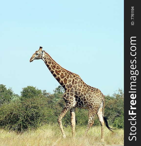 Giraffe In Africa