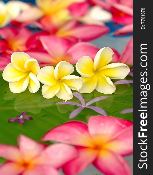 Colorful plumeria in the pool