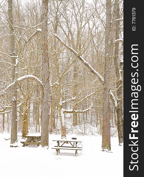 Snow on the trees and benches in the park. Snow on the trees and benches in the park