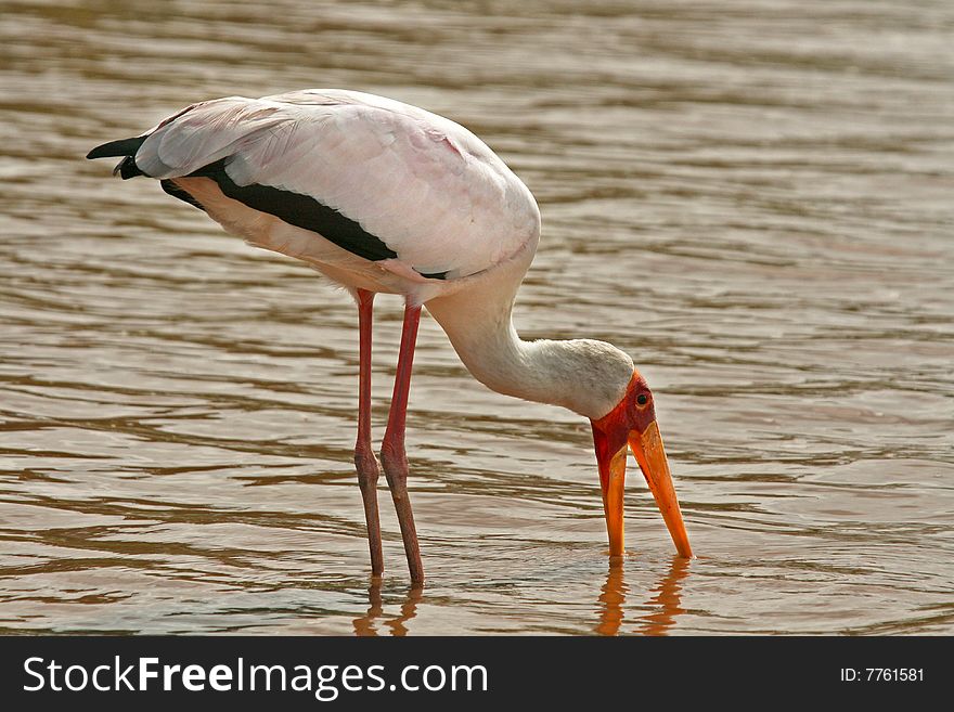 Yellow billed stork fishing in a river
