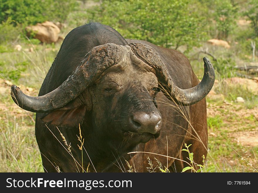 Old Cape Buffalo Bull Feeding