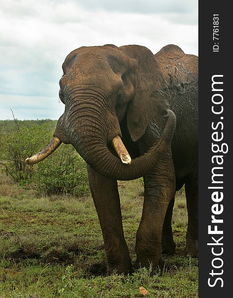 African Elephant Elephant having a mud bath. African Elephant Elephant having a mud bath
