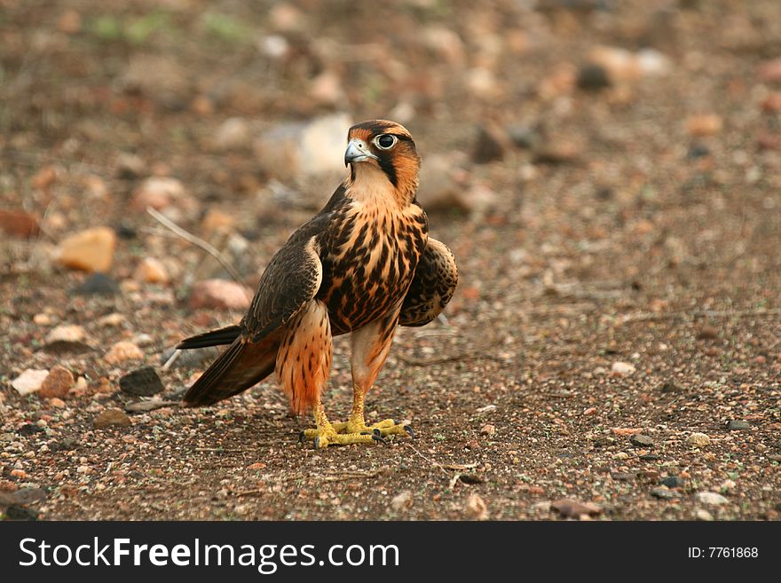 Falcon Sitting on Dirt Road. Falcon Sitting on Dirt Road.