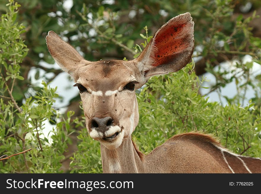 Kudu Doe Feeding on Leaves