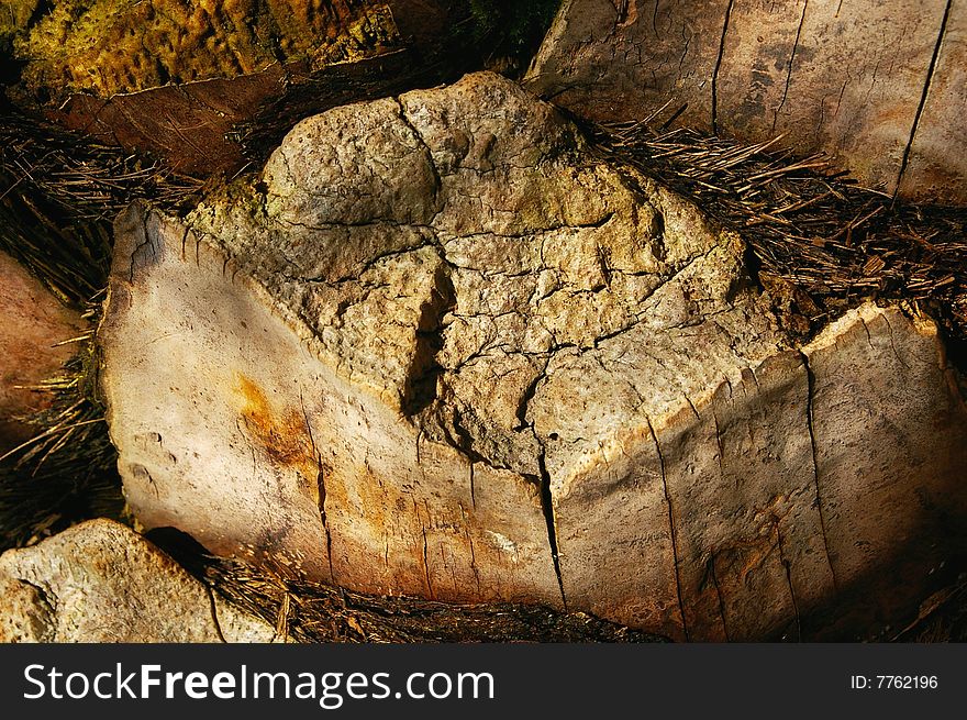 Palm Tree Bark Texture Background