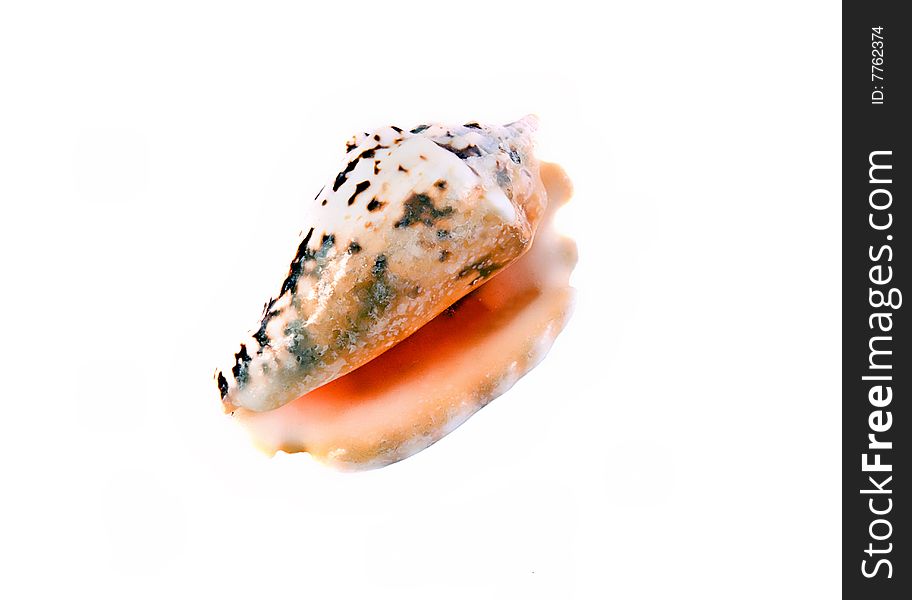 Sea shell close-up isolated on a white background