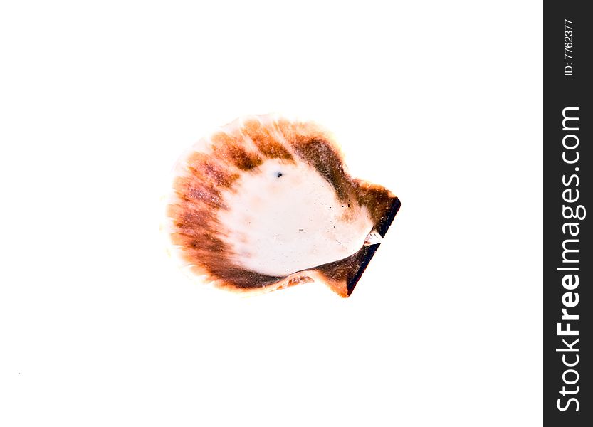 Sea shell close-up isolated on a white background