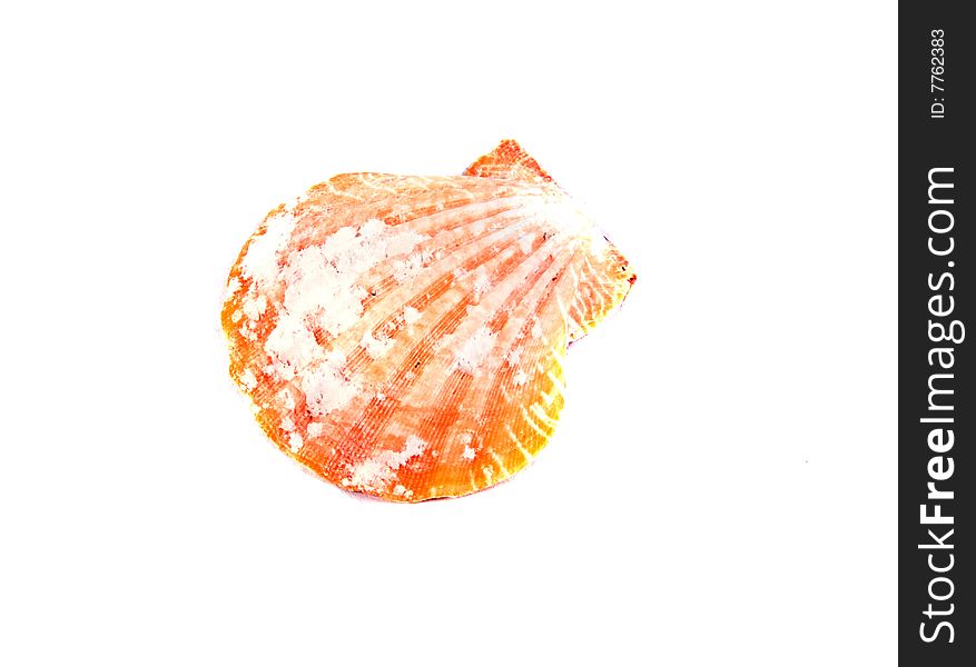 Sea shell close-up isolated on a white background