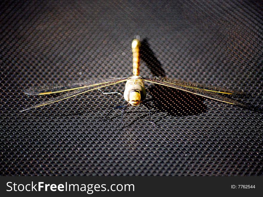 Dragonfly insect sitting on black background