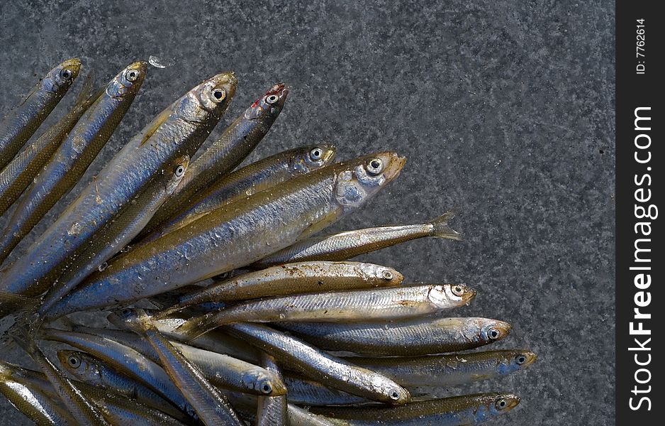 A close-up the fishes smelt on ice of river. A close-up the fishes smelt on ice of river.