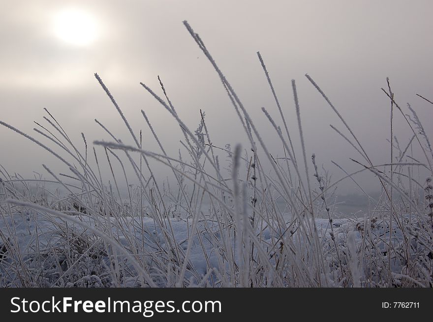 Grass are covered hoarfrost