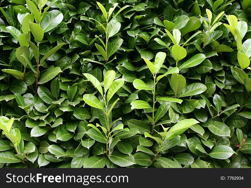 Green leaves as natural background in park / outdoor