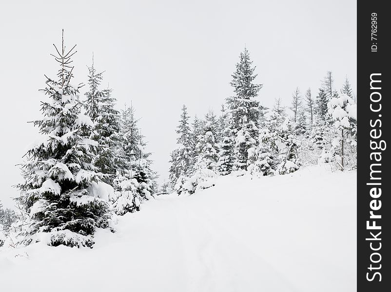 Stock photo: an image of nice winter fir-trees