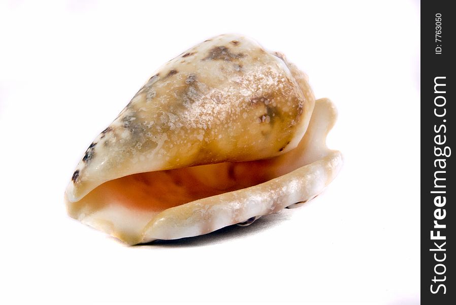 Sea shell close-up isolated on a white background