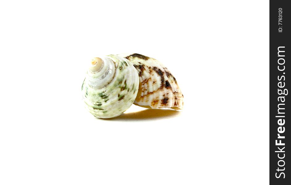 Sea shell close-up isolated on a white background