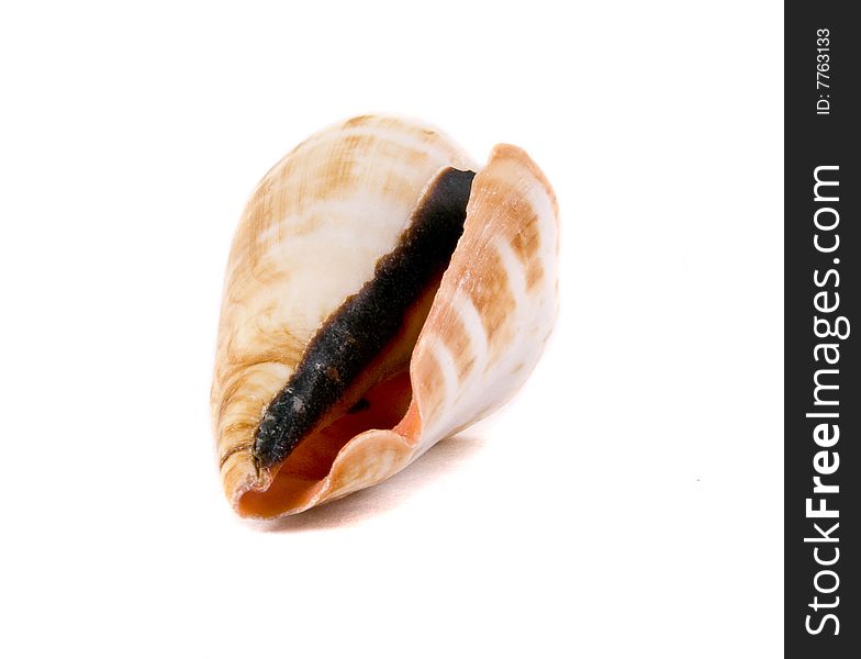 Sea shell close-up isolated on a white background