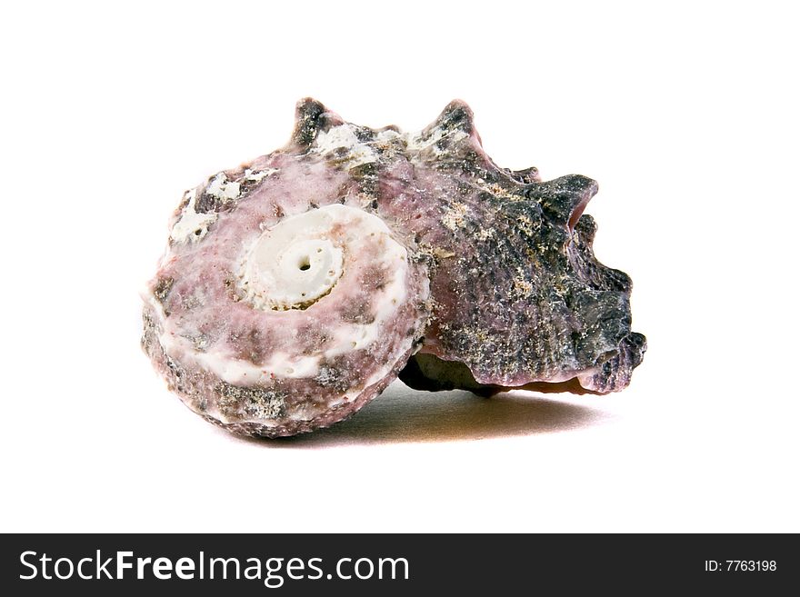 Sea shell close-up isolated on a white background