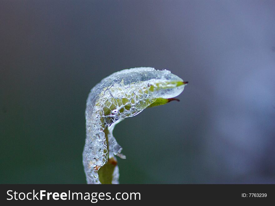 Branch with bud under ice. Branch with bud under ice
