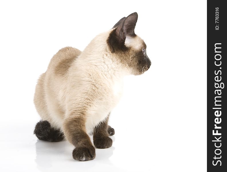 Siamese cat on white background