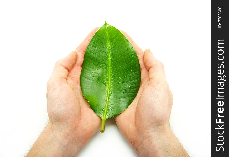 Leaf In Hands