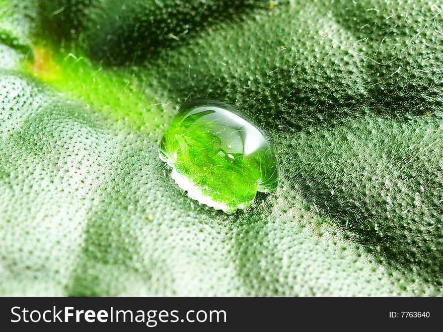 Drop on green plant leaf