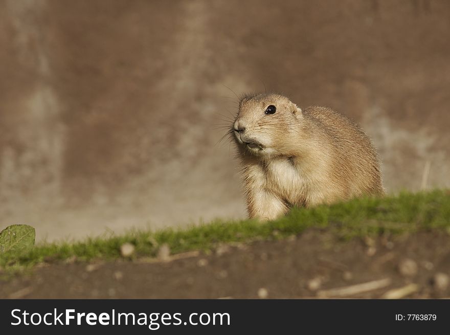 A prairie dog is on hunting.