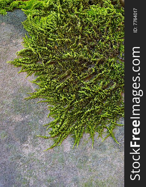 Texture: green moss at the old grey wall. Texture: green moss at the old grey wall