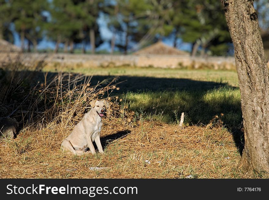 Female dog sitting under a tree in the countryside. Shallow depth of field