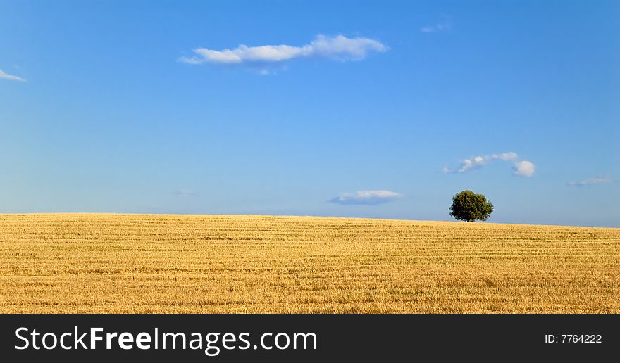 Summer field with tree