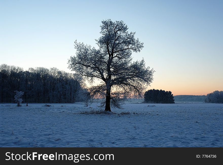 Tree on a frozen field during sunrise. Tree on a frozen field during sunrise