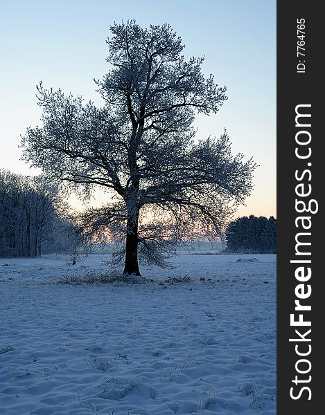Tree on a frozen field during sunrise. Tree on a frozen field during sunrise