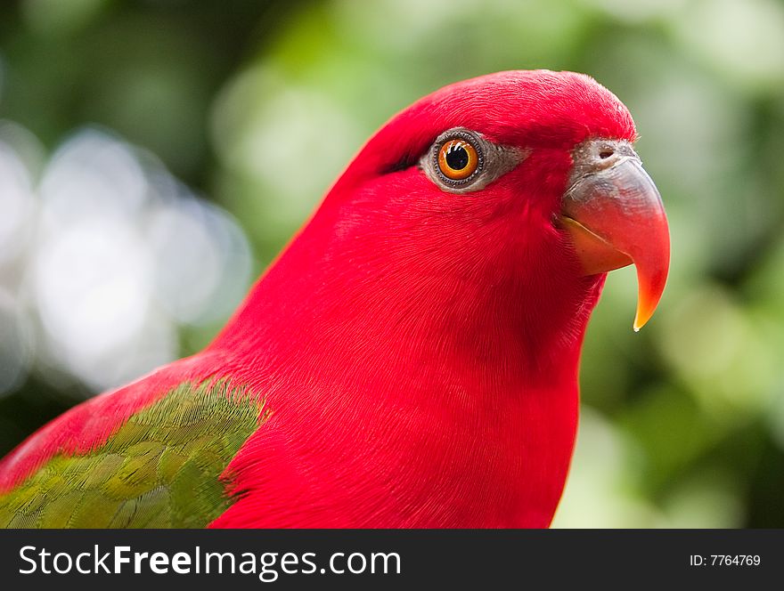 Red parrot with green wings closeup