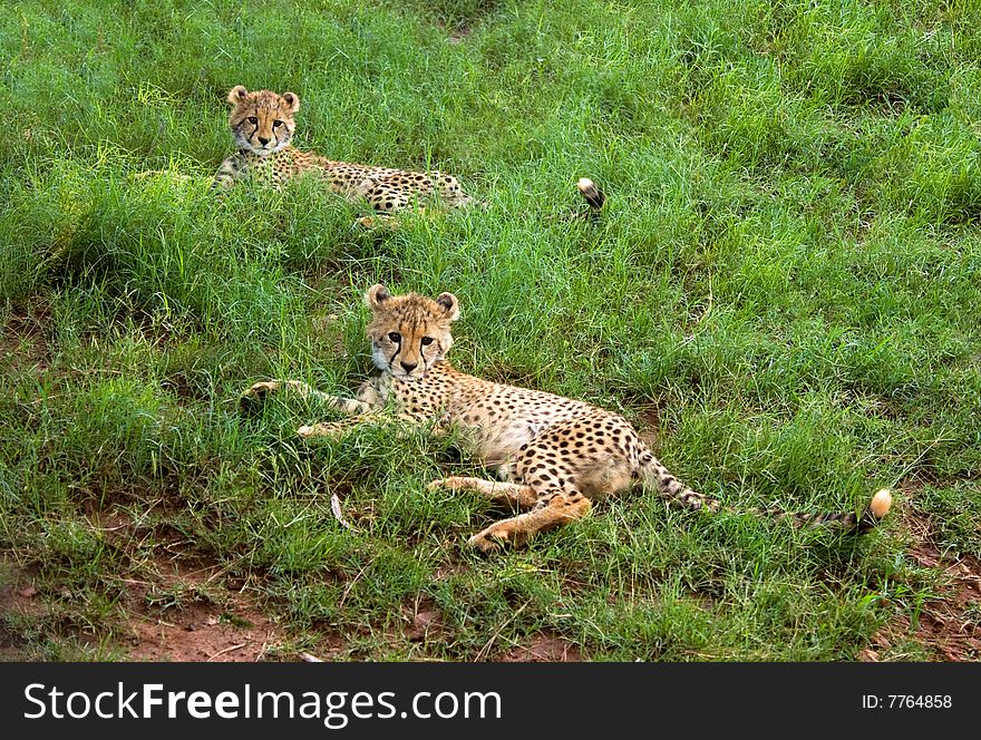 Two curious cheetah cubs relaxing in a field. Two curious cheetah cubs relaxing in a field