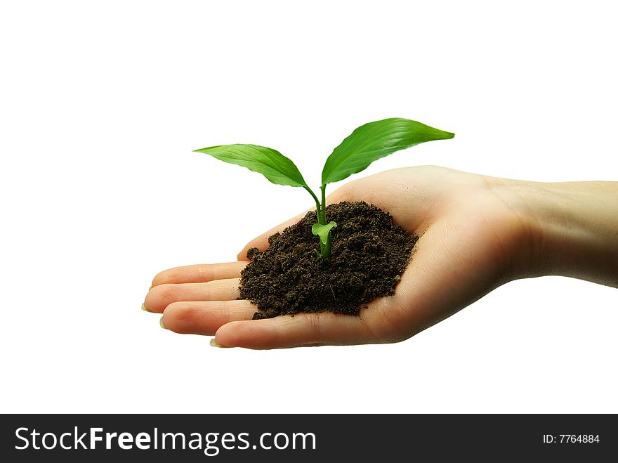 Holding a plant between hands on white. Holding a plant between hands on white